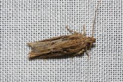 Locheutis mesophragma