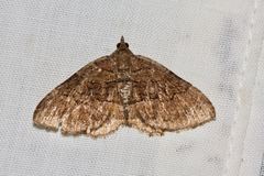 Chrysolarentia bichromata