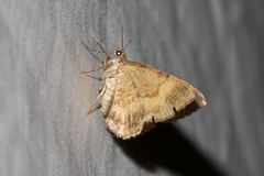 Chrysolarentia bichromata