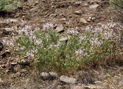 Astragalus andersonii