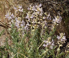 Astragalus andersonii