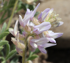 Astragalus andersonii