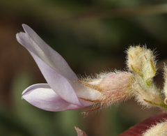 Astragalus andersonii
