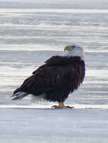 Bald Eagle photographed in New Jersey