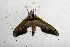 Adhemarius sexoculata