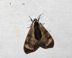 Dysschema leucophaea