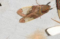 Bertholdia specularis