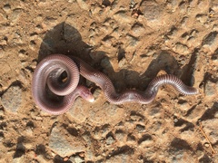 Amphisbaenia