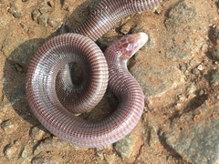 Amphisbaenia