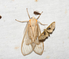 Amastus aconia