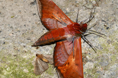 Adhemarius sexoculata