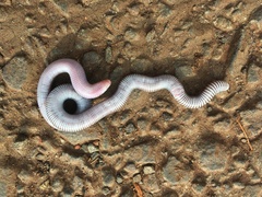 Amphisbaenia