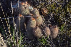Echinocereus reichenbachii baileyi