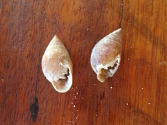 Pythia scarabaeus