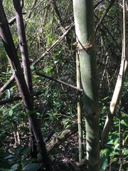 Guadua trinii