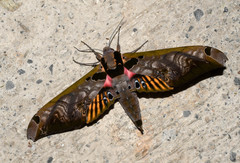 Adhemarius sexoculata