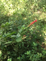 Ruellia angustiflora