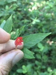 Ruellia angustiflora