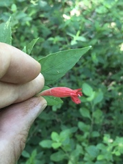 Ruellia angustiflora