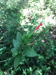 Ruellia angustiflora