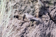 Cinclodes patagonicus