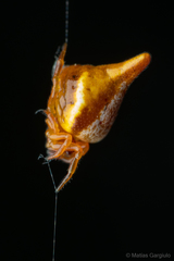 Phoroncidia scutula
