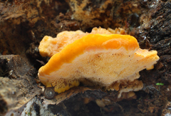 Aurantiporus croceus