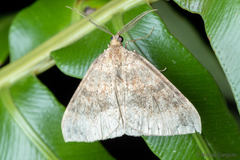Ennada flavaria