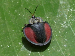 Stolas sanguineovittata
