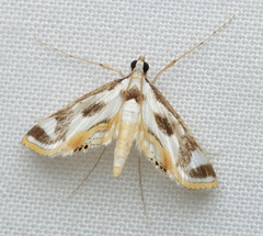 Theila siennata