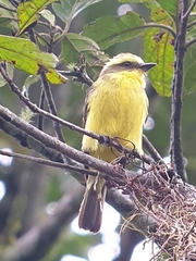 Conopias cinchoneti