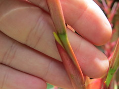 Vriesea philippocoburgi