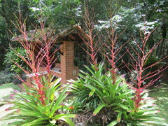 Vriesea philippocoburgi