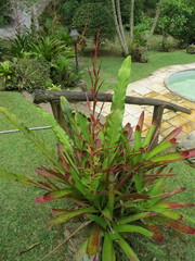 Vriesea philippocoburgi