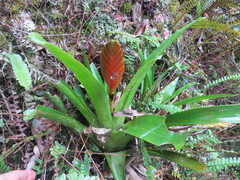 Vriesea paraibica