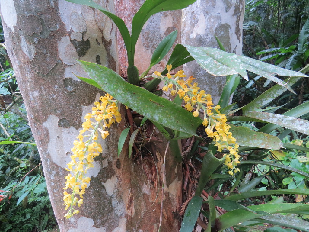 Gomesa recurva