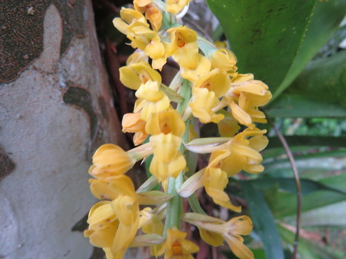 Image of Punch & Judy Orchid (Gomesa planifolia) by (c) Victor Farjalla Pontes, some rights reserved (CC BY)