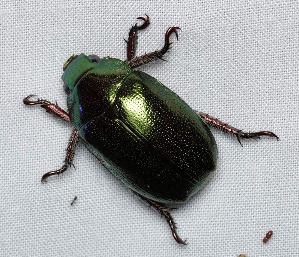 Anoplognathus aeneus from Babinda QLD 4861, Australia on January 1 ...