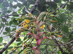 Alcantarea geniculata