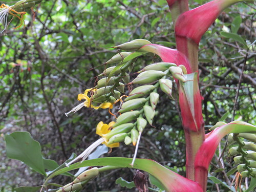 Alcantarea geniculata, photograph 4