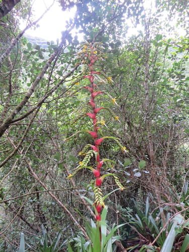 Alcantarea geniculata, photograph 3