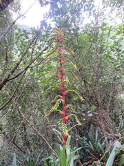 Alcantarea geniculata