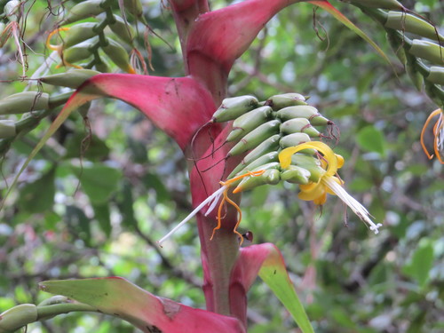 Alcantarea geniculata, photograph 5