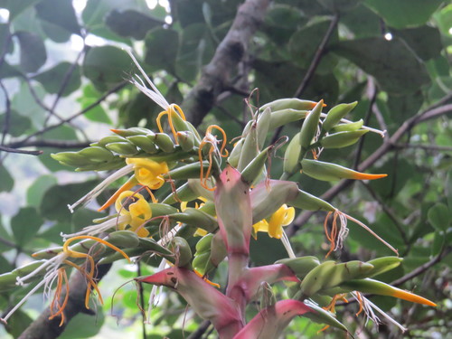 Alcantarea geniculata, photograph 6
