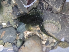 Clinocottus acuticeps