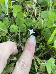 Houstonia pusilla