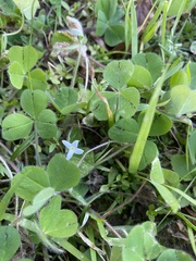 Houstonia pusilla
