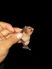 Mormoops megalophylla