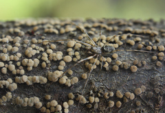 Pezicula frangulae