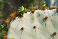 Opuntia aciculata
